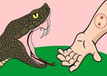 सर्पले डस्दा कार्यालय सहयोगीकाे मृत्यु