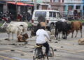 आज विश्व पशु दिवस मनाइँदै