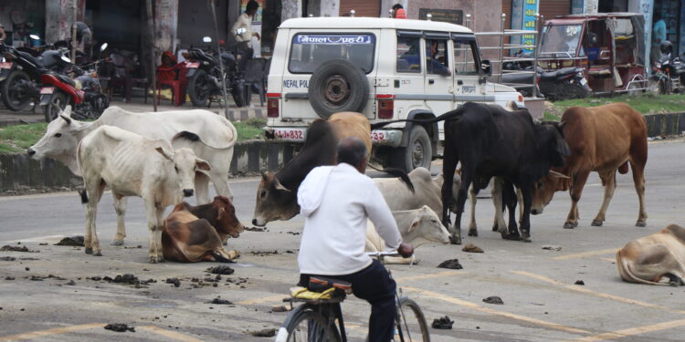 आज विश्व पशु दिवस मनाइँदै