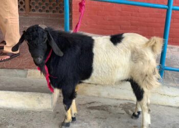 बोका चोरेको आरोप २ जना युवा पक्राउ