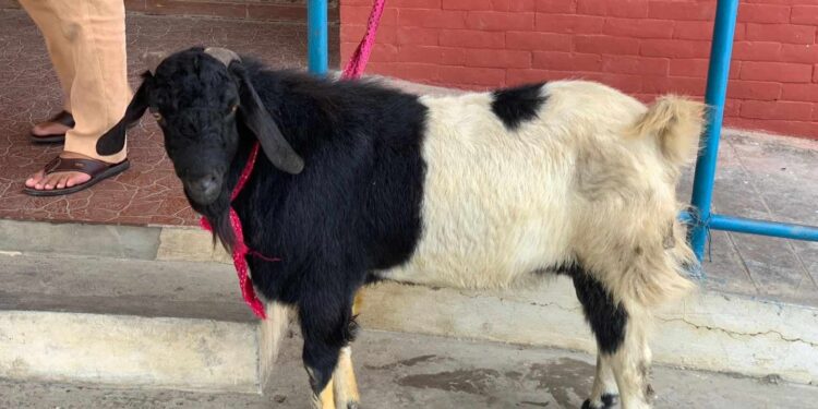 बोका चोरेको आरोप २ जना युवा पक्राउ