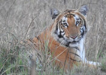 विश्व बाघ दिवसः नेपालमा बाघको सङ्ख्या ‘धान्ने क्षमता’ चार सय