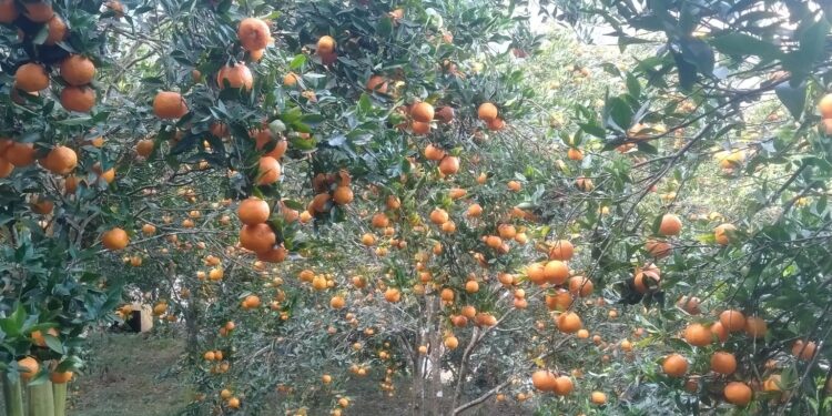 दश करोड रुपैयाँभन्दा बढीमा भीरकोटका सुन्तला बिक्री
