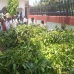 कपिलबस्तु नगरपालिकाद्वारा साढे २४ सय कलमी आपका बिरुवा बितरण
