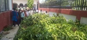 कपिलबस्तु नगरपालिकाद्वारा साढे २४ सय कलमी आपका बिरुवा बितरण